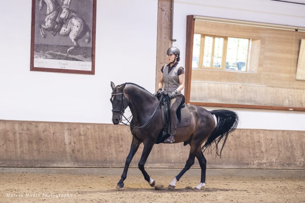 beran-dressur-workshop-2025-4-6