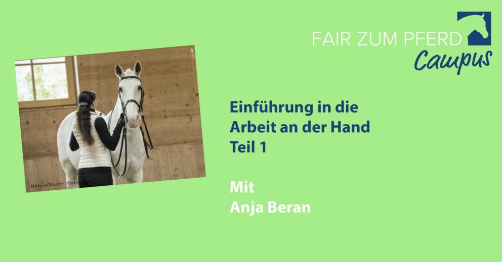 beran-dressurstudien-webinar-handarbeit