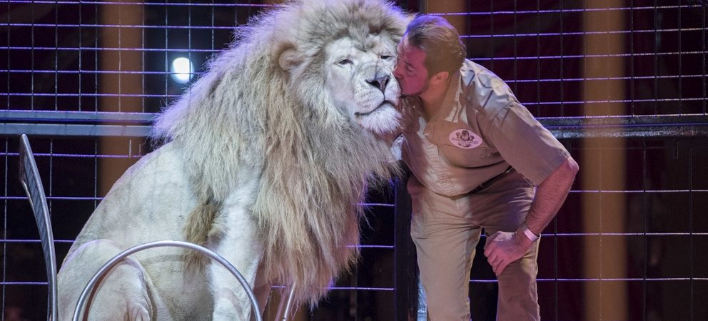 Circus Krone backstage: von Tierlehrern lernen